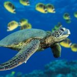 tortu va